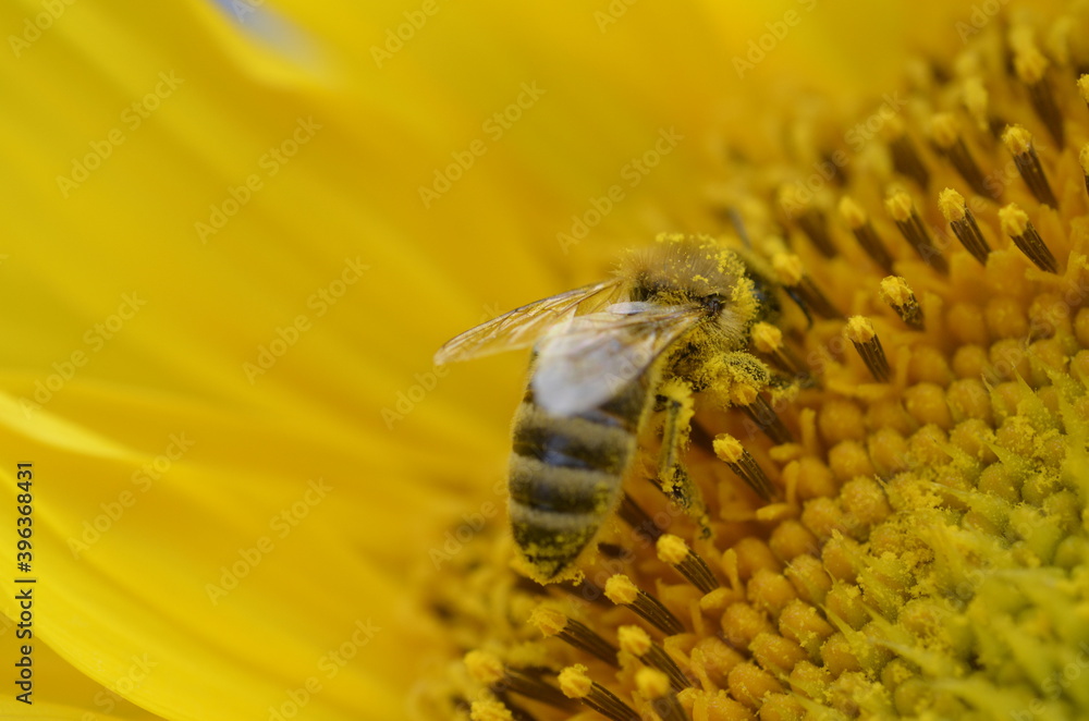 Naklejka premium bee with yellow pollen