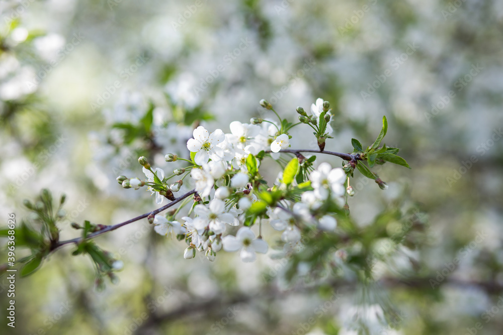 flowers in spring flowers in spring
