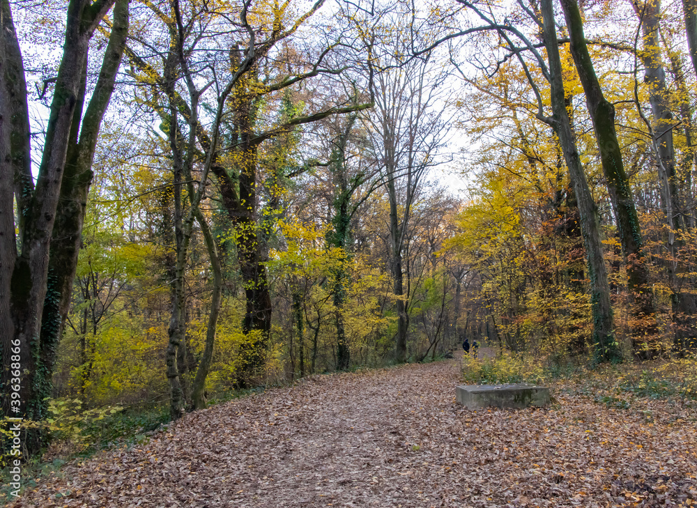 Fototapeta premium Walkway in a forest with yellow autumn trees