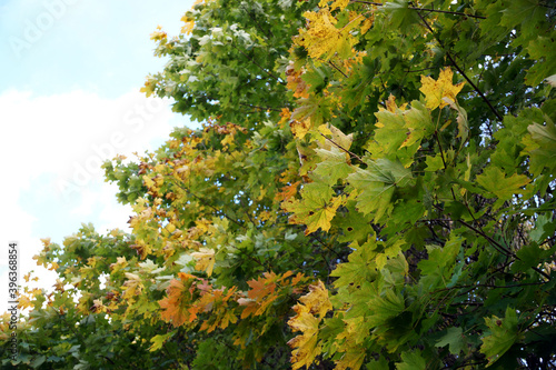 Beginning to turn yellow maple leaves