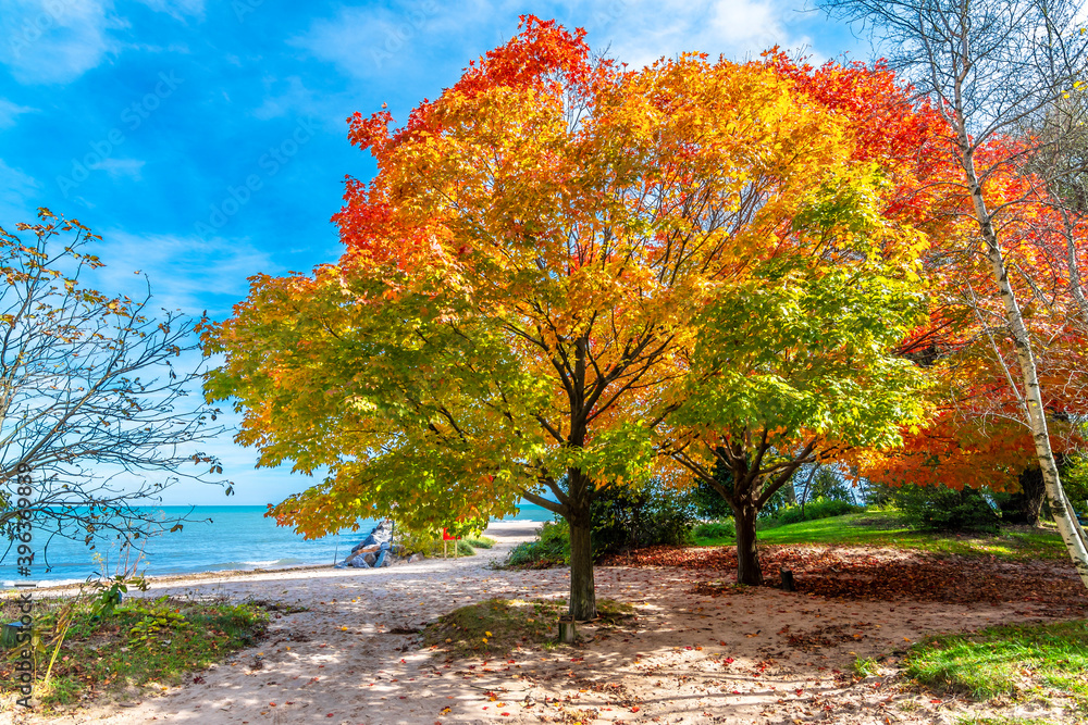Naklejka premium Autumn colors in Wilmette park in Illinois