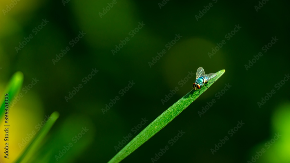 housefly on plant