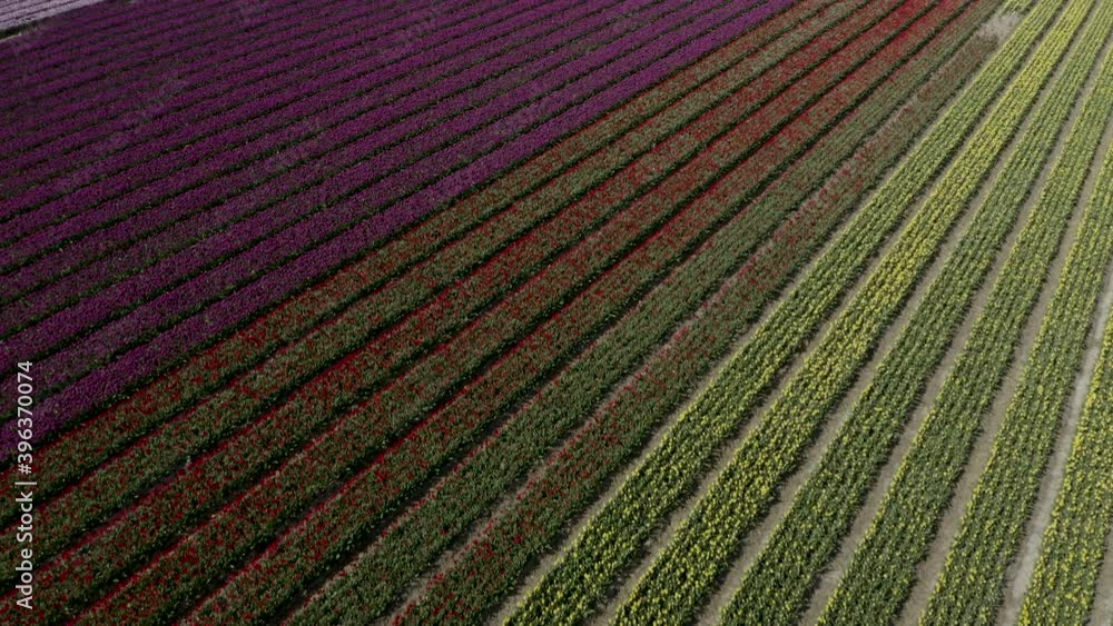 Aerial Dutch tulip fields Aerial Dutch tulip fields