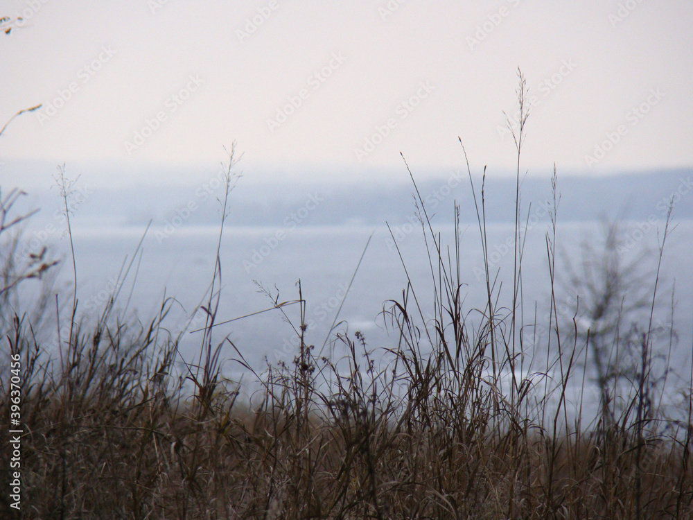Grass near the Dnipro river. The nature of the island of Khortytsia Grass near the Dnipro river. The nature of the island of Khortytsia