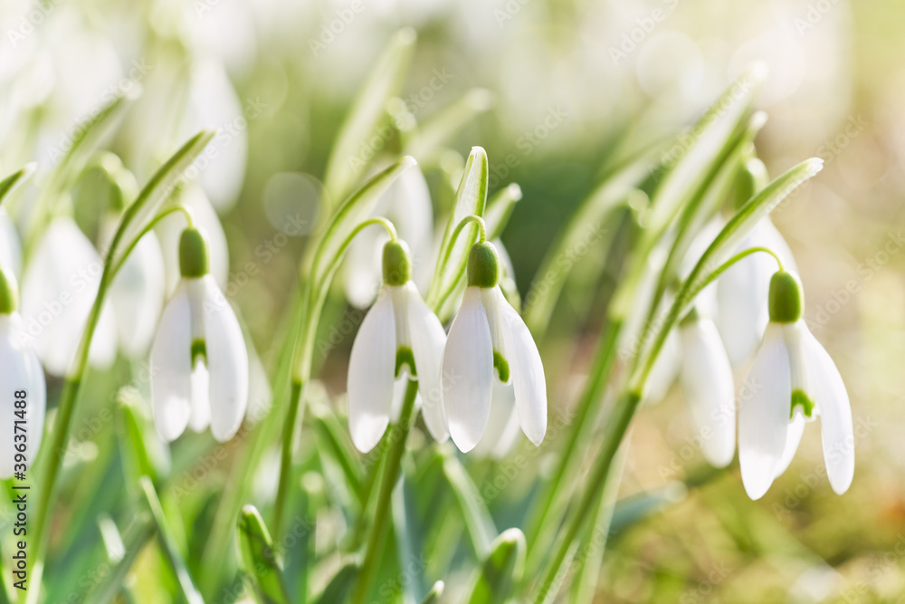 Fototapeta Spring snowdrops flower. Early spring close-up flowers with bright sunlight.

