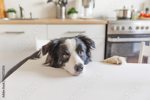 Hungry border collie dog sitting on table in modern kitchen looking with puppy eyes funny face waiting meal. Funny dog looking sad gazing and waiting breakfast at home indoors, pet care animal life © Юлия Завалишина