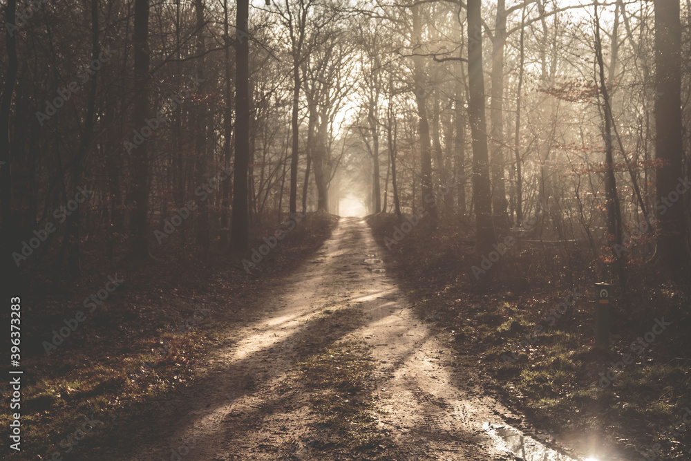 Fototapeta premium morning in the forest