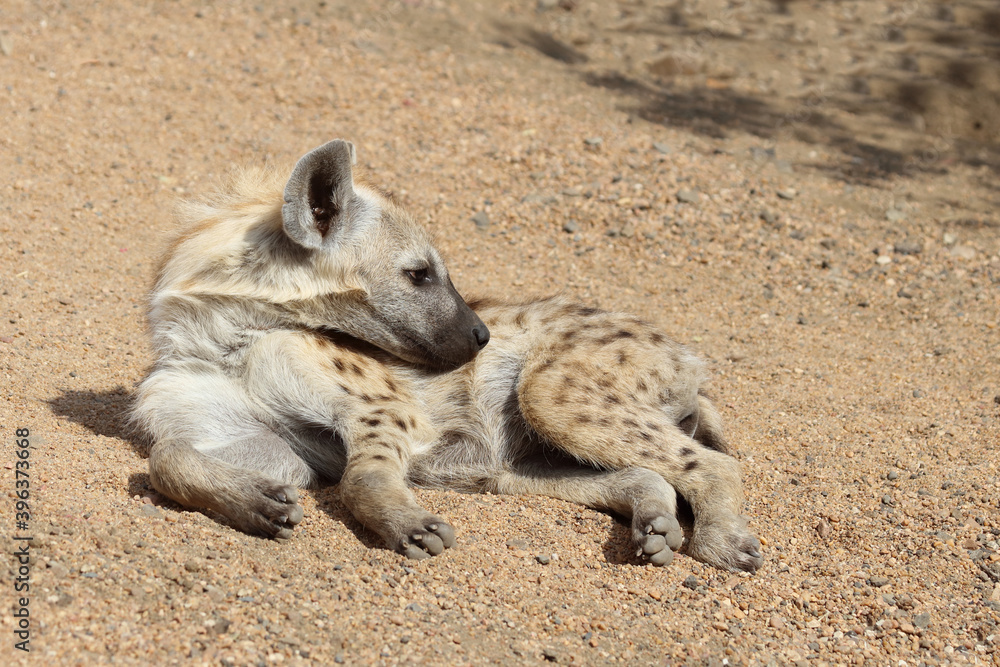 Tüpfelhyäne / Spotted Hyaena / Crocuta crocuta. Tüpfelhyäne / Spotted Hyaena / Crocuta crocuta.