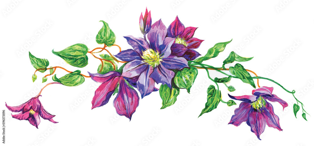 flowers of clematis painted in watercolor