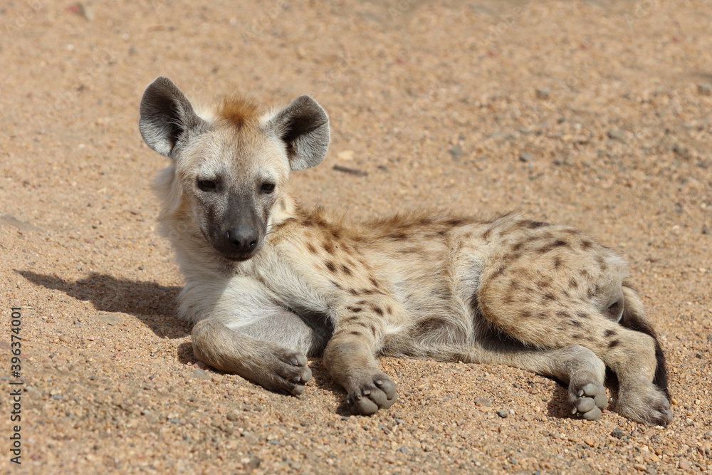 Tüpfelhyäne / Spotted Hyaena / Crocuta crocuta. Tüpfelhyäne / Spotted Hyaena / Crocuta crocuta.