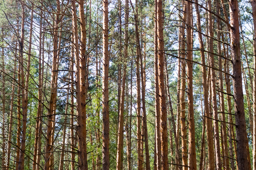 pine grove in summer
