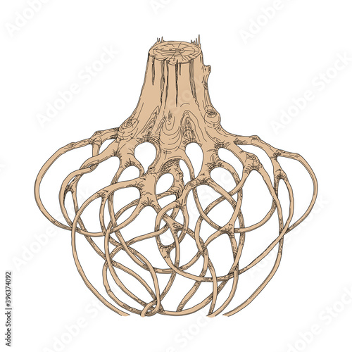 The stump of a tree with intertwined roots. Drawing on an isolated white background.