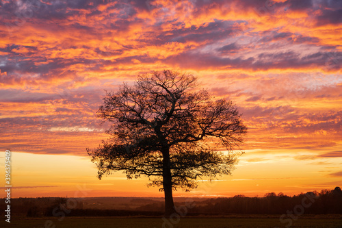 Silhouette of a solitary oak tree at sunset with a dramatic red sky. Much Hadham, Hertfordshire. UK