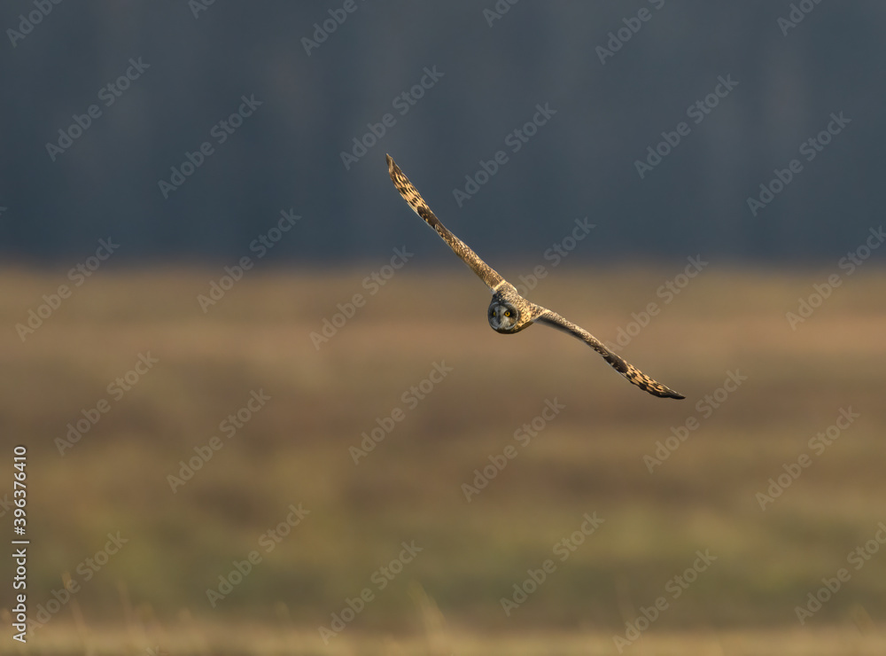 Short-eared Owl Flying Over Field in Fall Short-eared Owl Flying Over Field in Fall