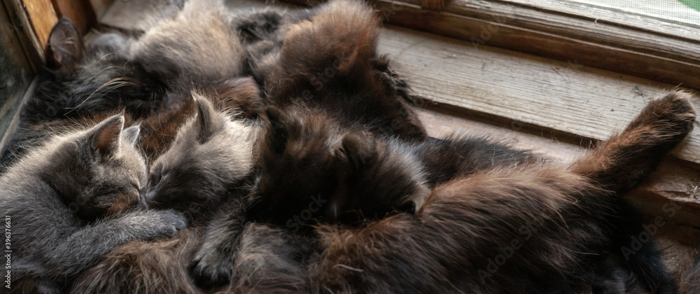 Fototapeta premium Mother cat feeds her kittens on windowsill
