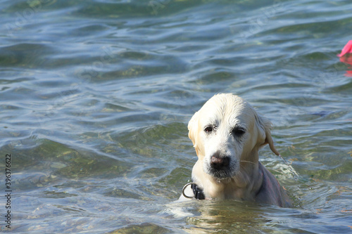 cute dog swimming