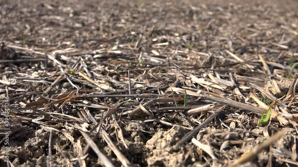 Cut dry plant stems in the soil of agricultural land fallow after harvest. Stubble on the treated soils surface. View of the cut grass after the tractor. Dry stalks of cereal crops removed from the 4K Cut dry plant stems in the soil of agricultural land fallow after harvest. Stubble on the treated soils surface. View of the cut grass after the tractor. Dry stalks of cereal crops removed from the 4K
