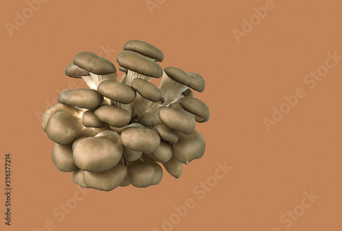 Group of oyster mushrooms of different sizes isolated on colored background