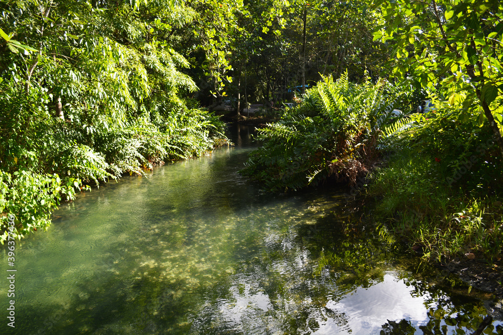 Forest, River Forest, River