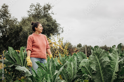 Woman wearing jeans, sweater and rubber gloves cultivating cabbage. Female farmer standing between plants in vegetable garden at her farm