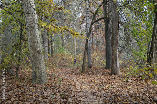 sentiero nel bosco in autunno con vista in lontananza di ragazza che fa jogging