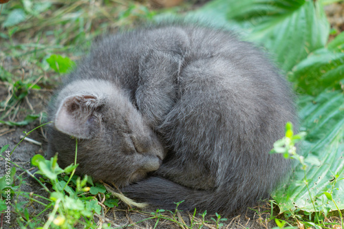 Gray fluffy kitten sleeps on the grass curled up © natagolubnycha