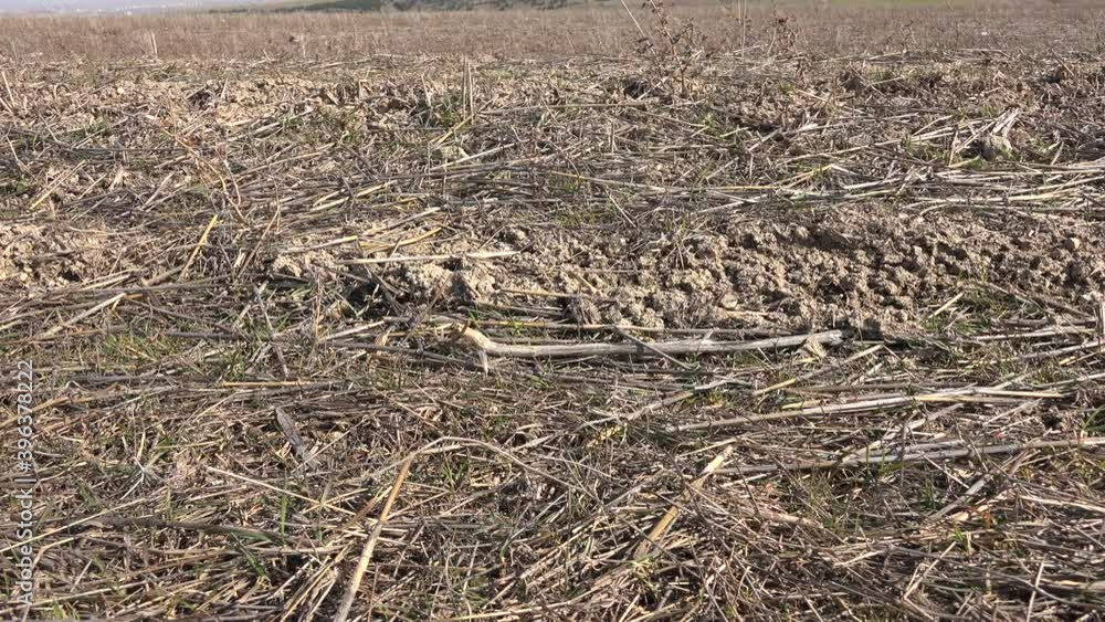 Cut dry plant stems in the soil of agricultural land fallow after harvest. Stubble on the treated soils surface. View of the cut grass after the tractor. Dry stalks of cereal crops removed from the 4K Cut dry plant stems in the soil of agricultural land fallow after harvest. Stubble on the treated soils surface. View of the cut grass after the tractor. Dry stalks of cereal crops removed from the 4K