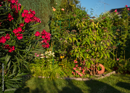 Nice oleanders in the garden in summer