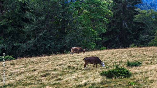 Cows graze in a mountain pasture