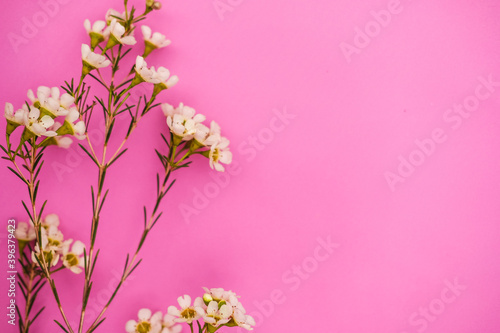 Chamelaucium flowers on a bright pink background . spring theme. 