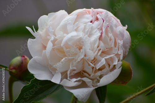 pink peony flower