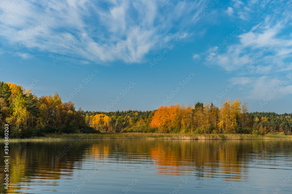 Obraz premium autumn forest with yellow trees on the lake shore