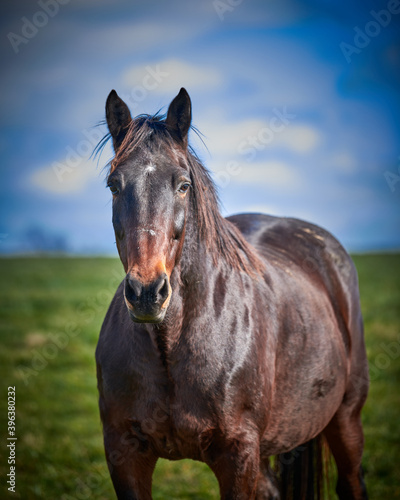 Single horse looking at camera with out of focus background. © Patrick Jennings