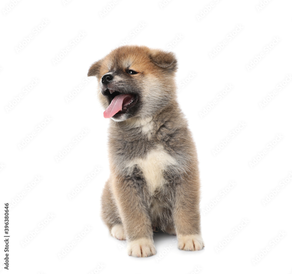 Adorable Akita Inu puppy on white background