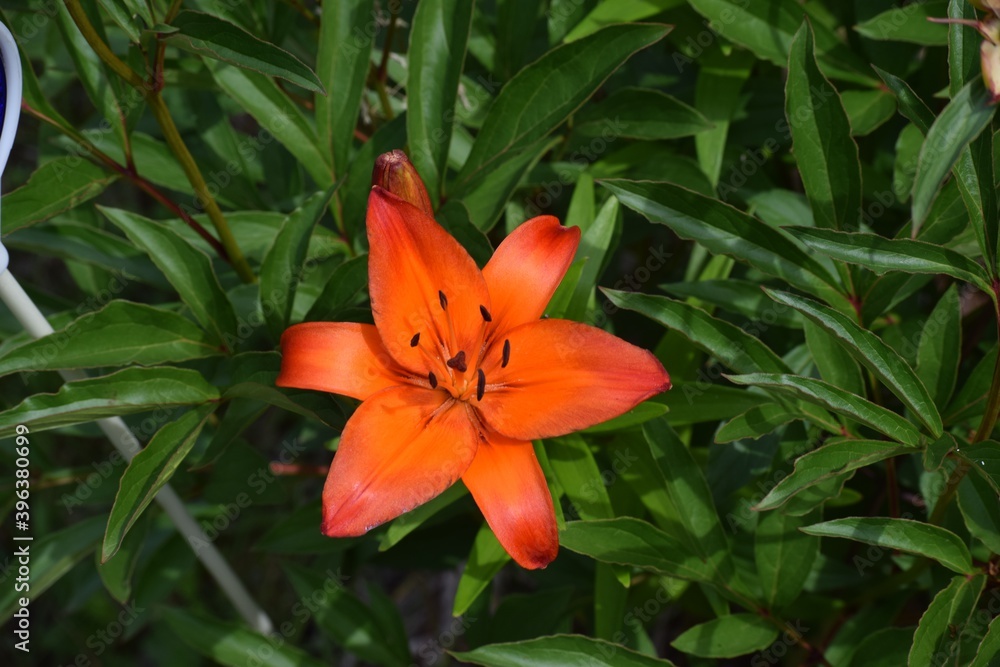orange tiger lily orange tiger lily