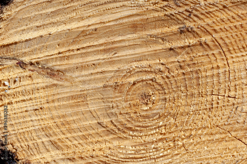 Naklejka premium close-up of a cut of a tree trunk