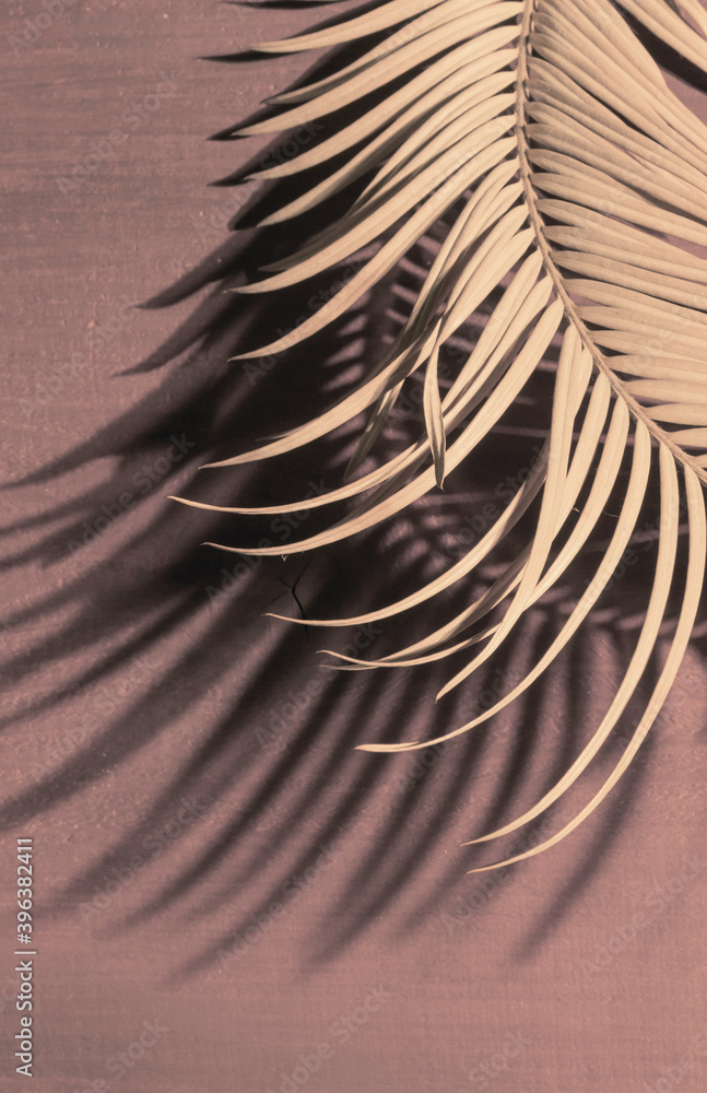 Obraz premium Tropical palm leaves colour close up set sail champagne branch light shadow macro selective focus