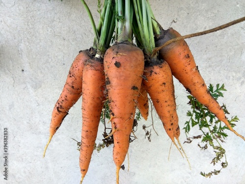 Freshly picked carrots close up in orange tones