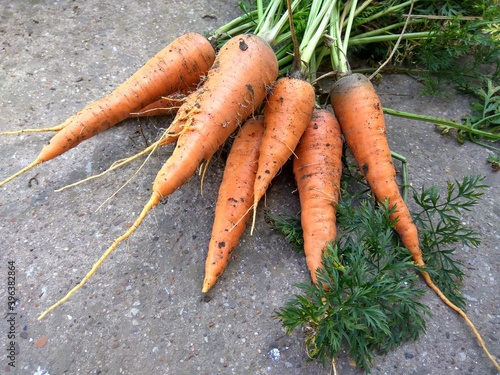 Freshly picked carrots picked from the garden