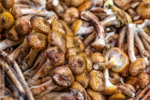 Shiitake mushrooms. Vegetables and fruits at an outdoor farmers market. Raw organic ingredients—fruits and vegetables—used in cooking