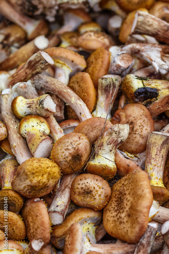 Shiitake mushrooms. Vegetables and fruits at an outdoor farmers market. Raw organic ingredients—fruits and vegetables—used in cooking