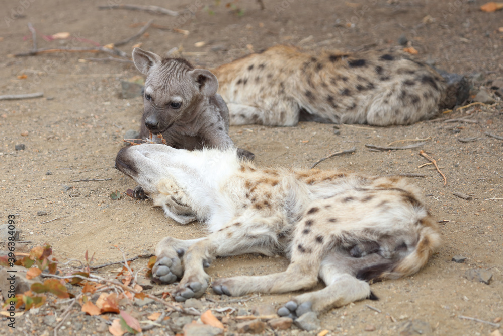 Obraz premium Tüpfelhyäne / Spotted Hyaena / Crocuta crocuta.