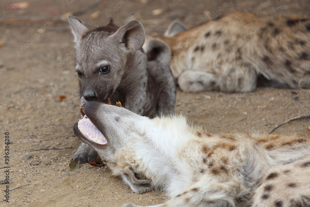 Tüpfelhyäne / Spotted Hyaena / Crocuta crocuta. Tüpfelhyäne / Spotted Hyaena / Crocuta crocuta.