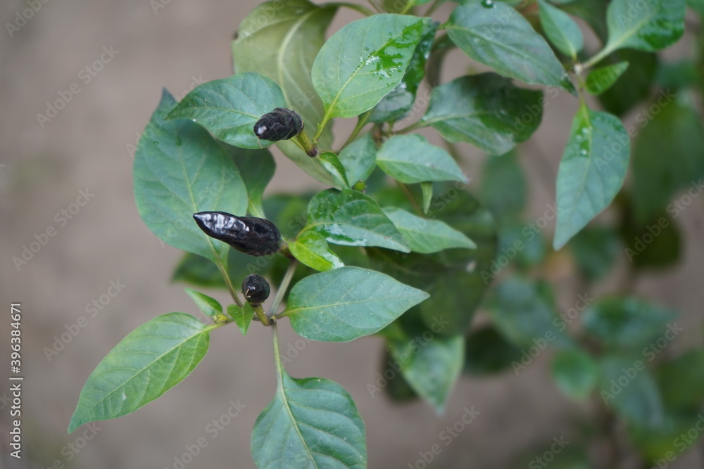 Naklejka premium beetle on a leaf