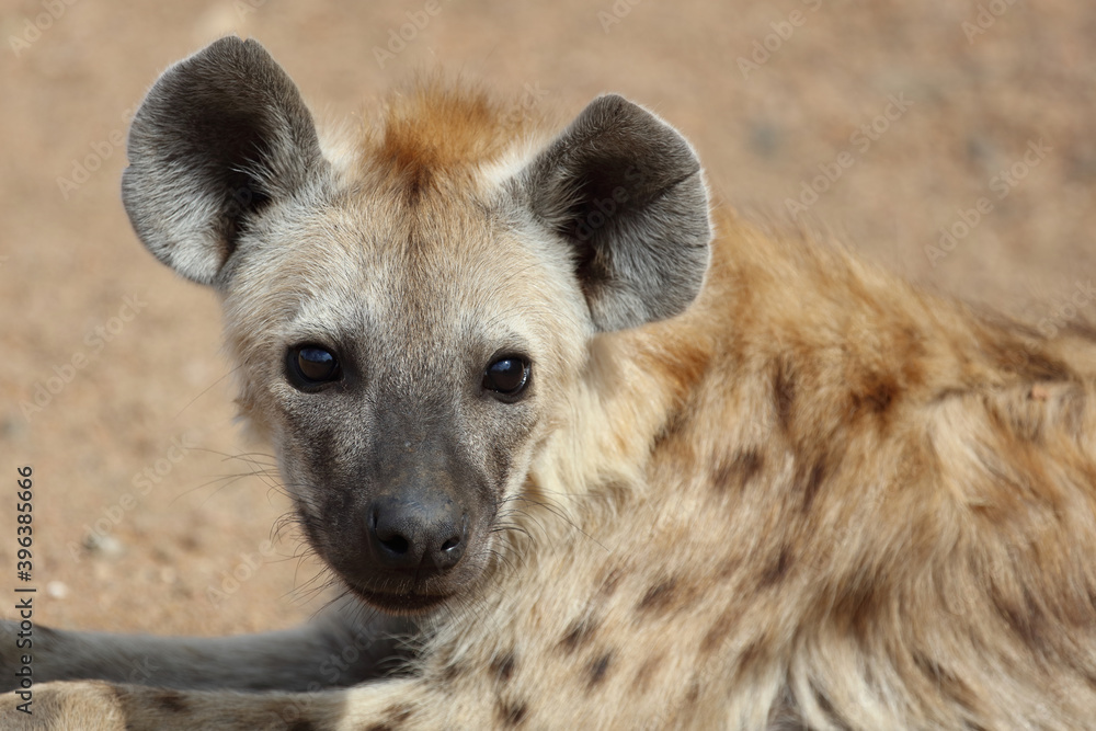 Tüpfelhyäne / Spotted Hyaena / Crocuta crocuta. Tüpfelhyäne / Spotted Hyaena / Crocuta crocuta.