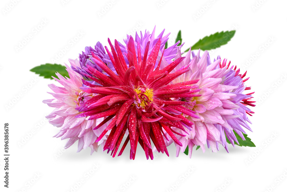 bouquet of pink dahlia flowers isolated on white