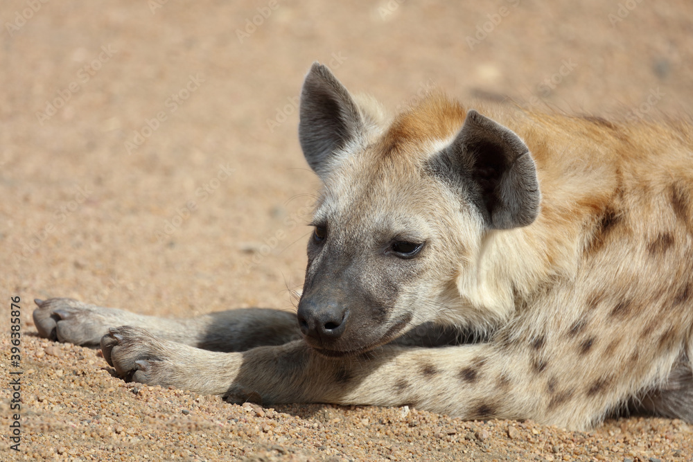 Tüpfelhyäne / Spotted Hyaena / Crocuta crocuta. Tüpfelhyäne / Spotted Hyaena / Crocuta crocuta.