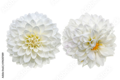 couple of white dahlia flowers isolated on white