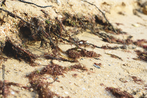 Fragments of seaweed plants on sand of the beach.