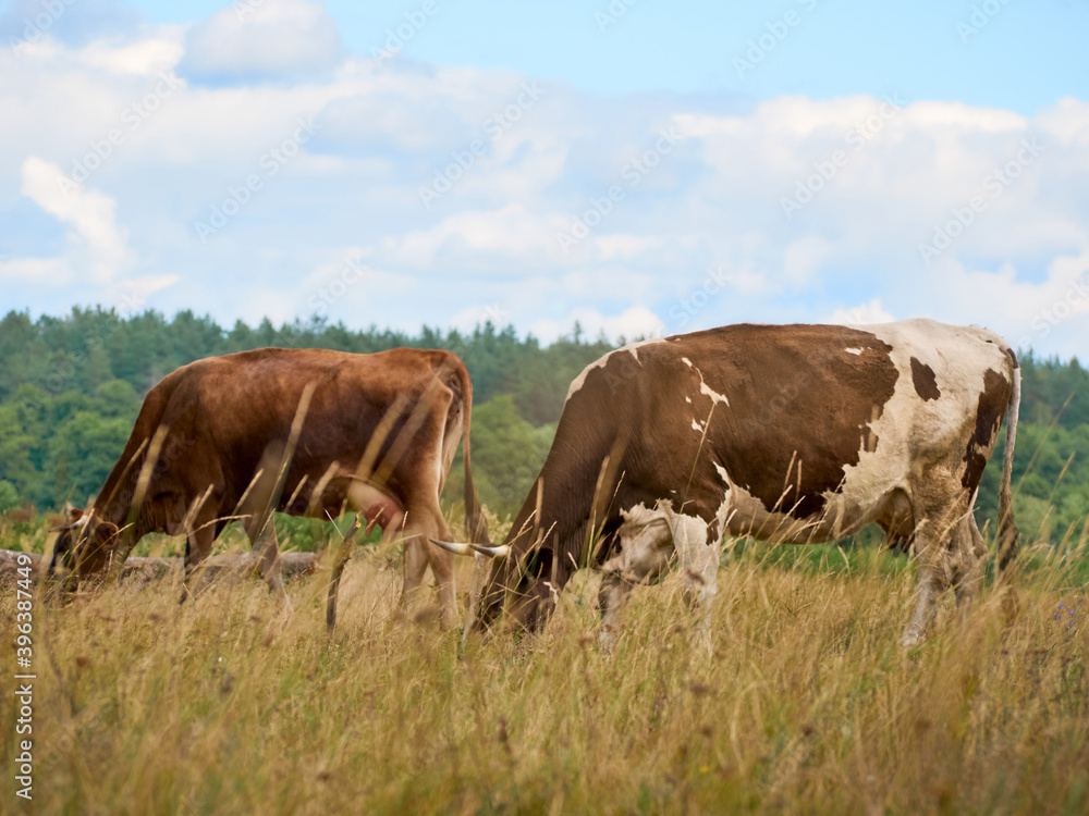 Cows on a green field. Cows on a green field.